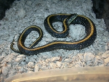 Santa Cruz Garter