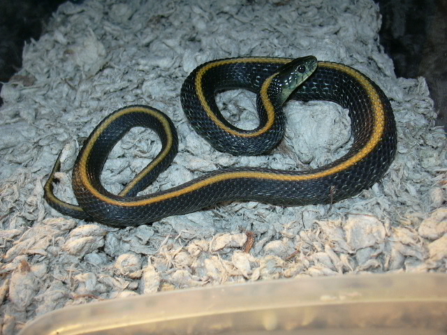 Santa Cruz Garter