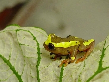 My Clown Treefrog