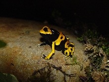 D. leucomelas