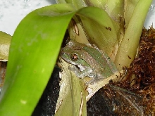 Big Eye Treefrog
