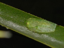 Hyalinobatrachium fleischmanni