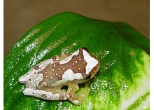 Hyla ebraccata