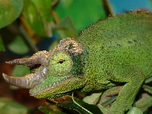 Jackson's Chameleon