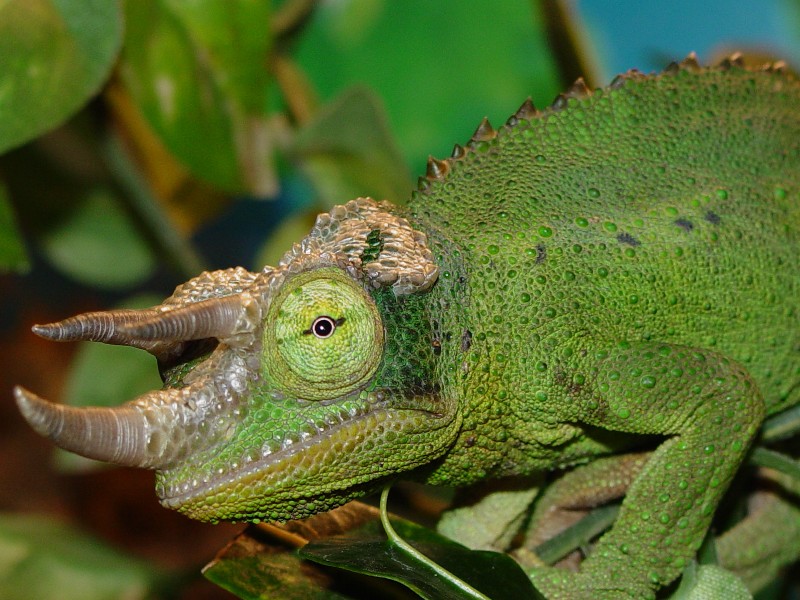Jackson's Chameleon