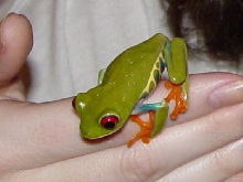 Red Eye Treefrog
