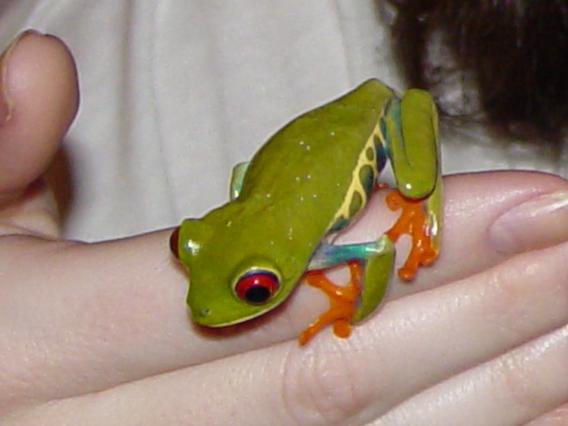 Red Eye Treefrog