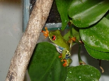 Red Eye Creeping Around