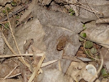 Spring Peeper