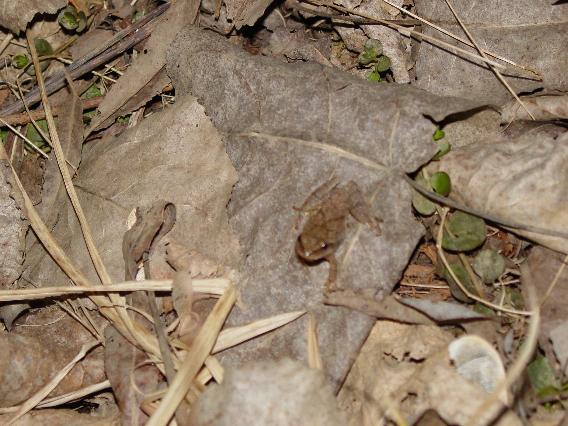 Spring Peeper