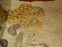 Cerastes cerastes