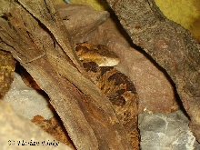 Porthidium ophryomegas
