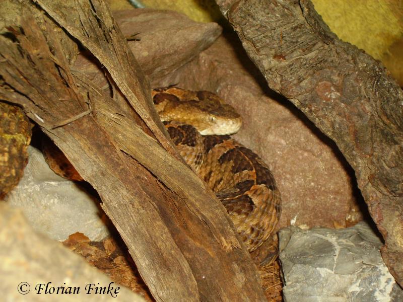 Porthidium ophryomegas