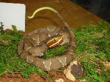 Agkistrodon bilineatus
