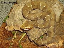 Agkistrodon bilineatus