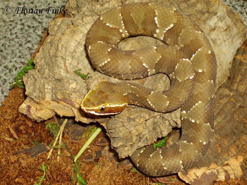 Agkistrodon bilineatus