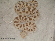Cerastes cerastes