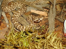 Porthidium ophryomegas