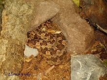 Porthidium ophryomegas