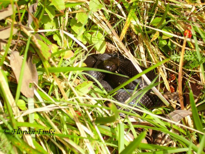 Vipera berus