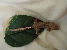 Brown Brindle Crested