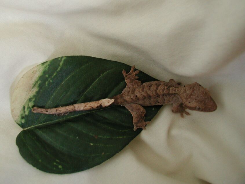 Brown Brindle Crested