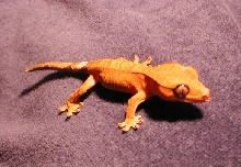 Orange Crested
