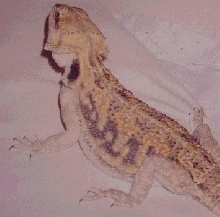 Shu Fang Zi Kaida