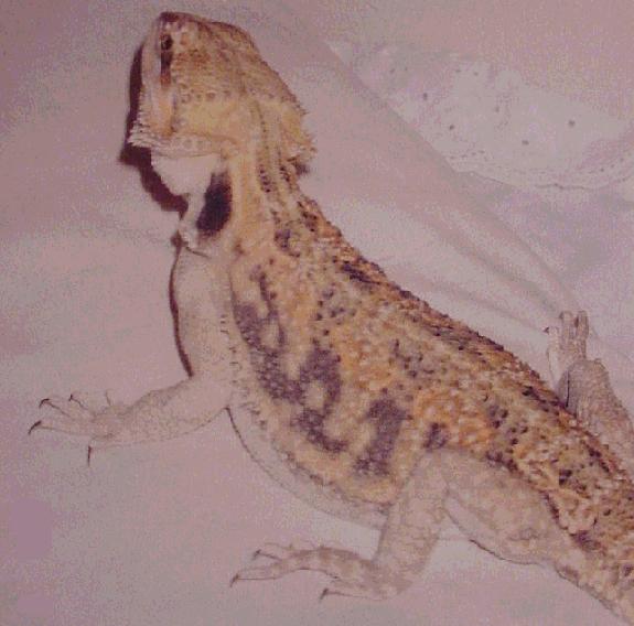 Shu Fang Zi Kaida
