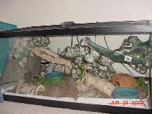 ball python temporary terrarium