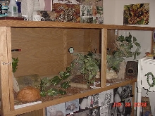 corn snake terrarium