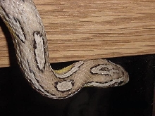 keiji boaz 4