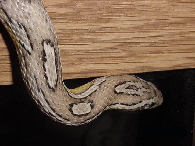 keiji boaz 4