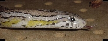 keiji boaz 3