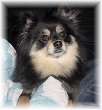 teddy bear kare bronson 2