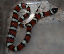 2008 celeanops