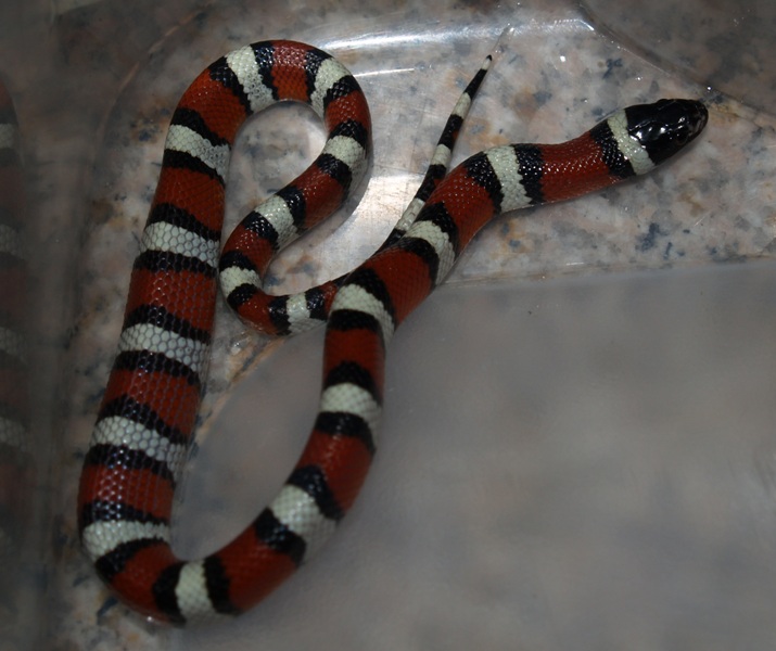 2008 celeanops