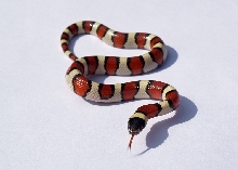2012 f1  Brewster Co.