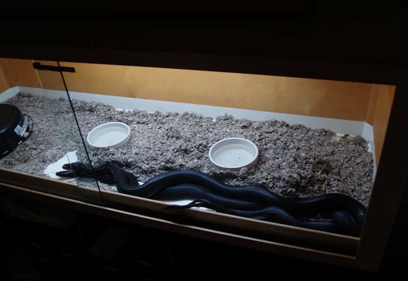 breeding indigos