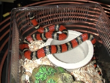 new mexico celaenops