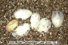 celaenops eggs