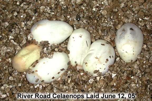 celaenops eggs