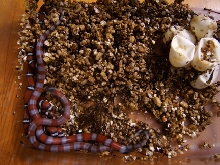 new mexico milksnakes