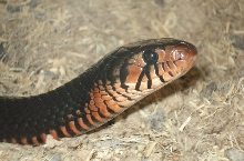 male 04' indigo