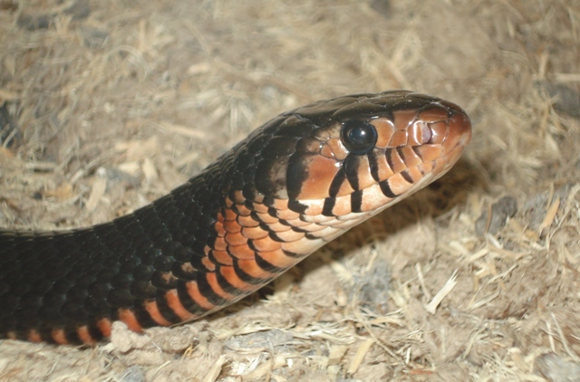 male 04' indigo