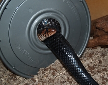 male indigo
