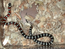 San Gabriel Zonata