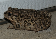 western toad