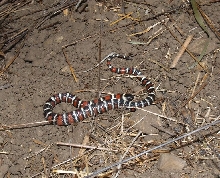 Malibu zonata 2