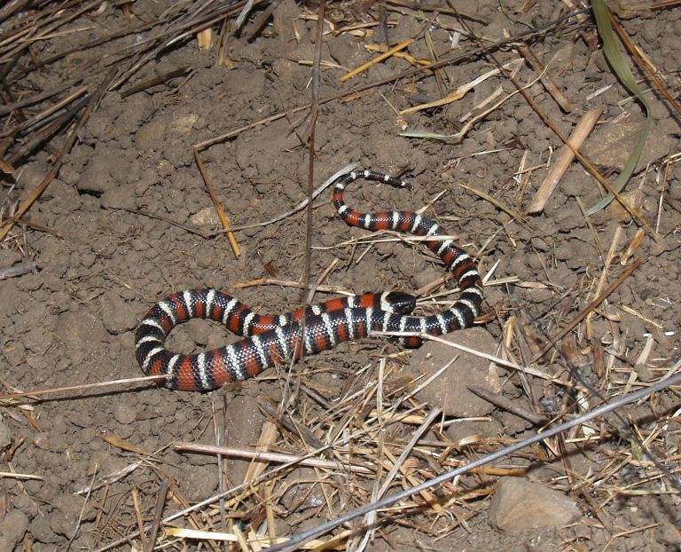Malibu zonata 2